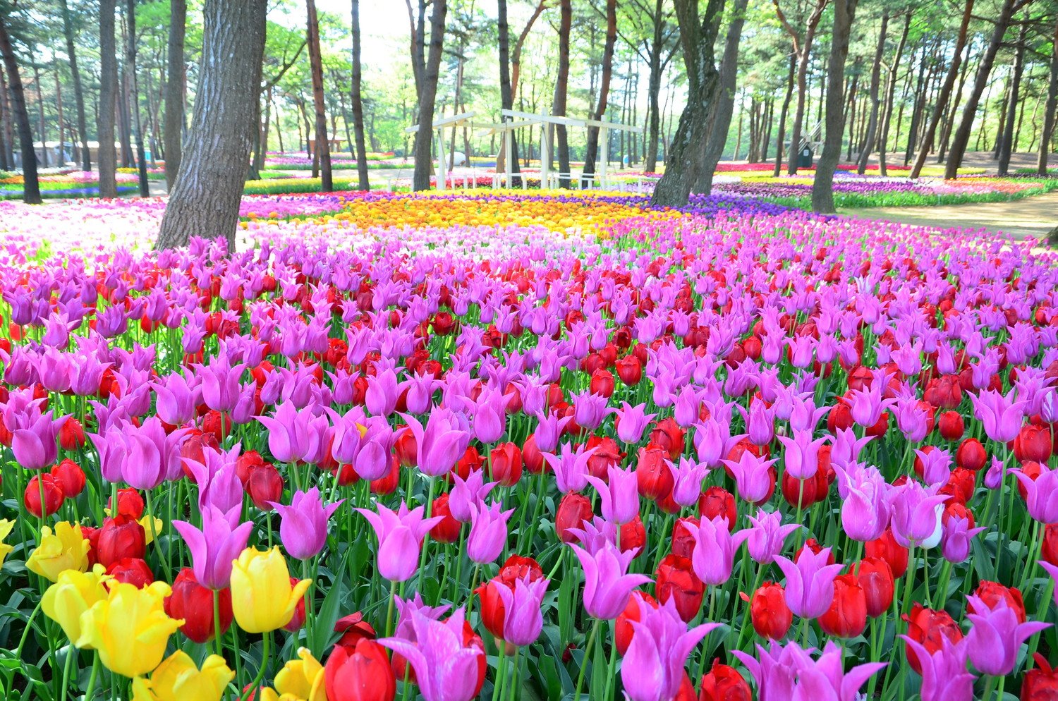 🏞️ 이치바 연못 공원 (이치바이케 코엔) 이미지 5